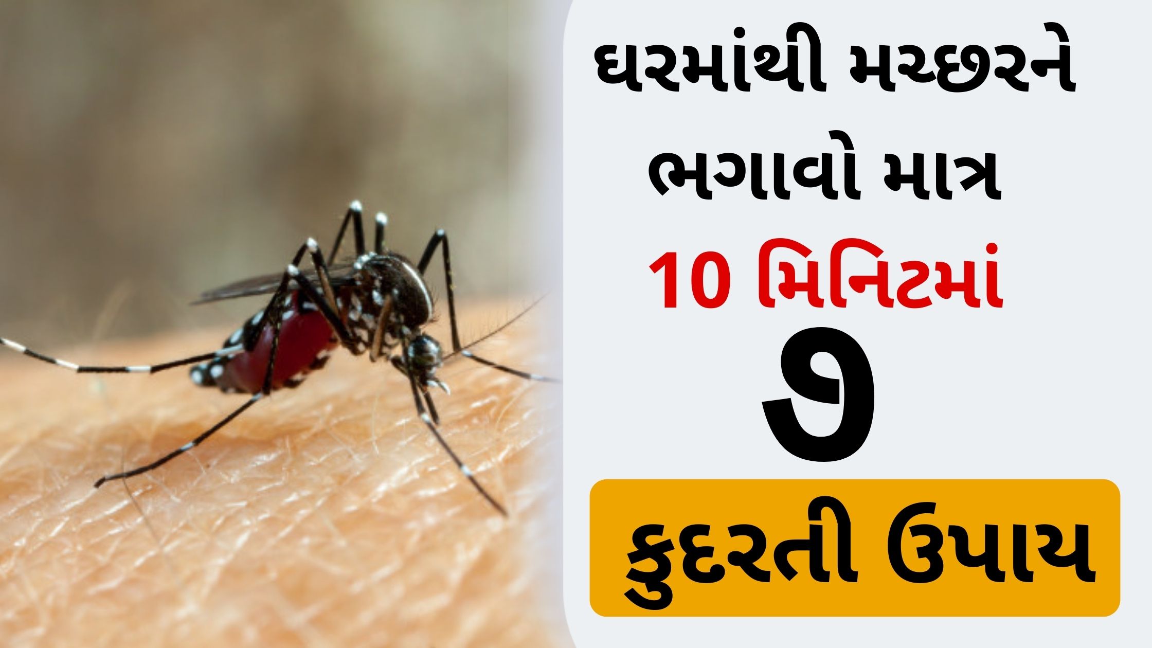 get-rid-of-mosquitoes-at-home-in-just-10-minutes